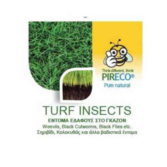 Turf insects 1kg Gazimağusa