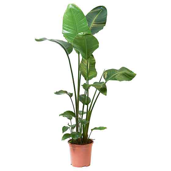 STRELITZIA potted plant, bird of paradise Gazimağusa